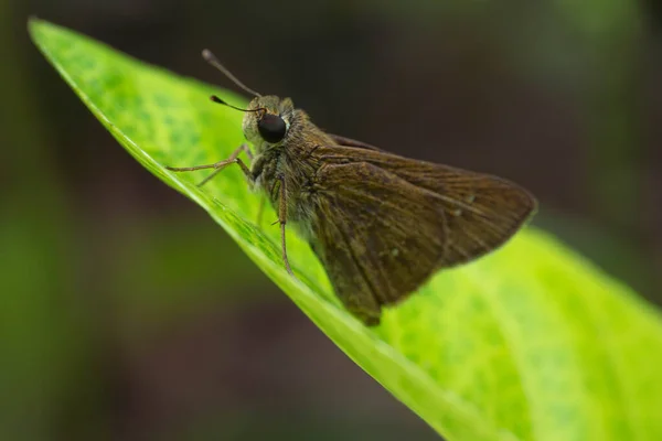 Papillon Brun Sur Une Feuille Verte Avec Une Incroyable Macro — Photo