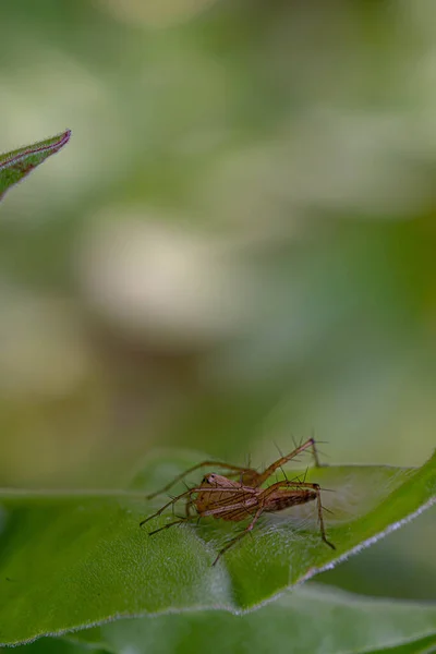 Πλαϊνή Άποψη Του Άλματος Αράχνη Περπάτημα Ένα Πράσινο Φύλλο Μακροεντολή — Φωτογραφία Αρχείου