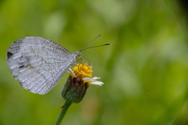 Beyaz Kelebek Sarı Çiçeğin Nektarını Emiyor — Stok fotoğraf