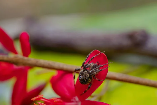 Orbweaver Örümceği Kırmızı Çiçek Yaprağına Tırmanıyor — Stok fotoğraf