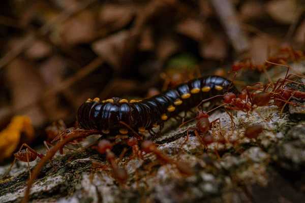 Semut Api Makan Hidup Hidup Satu Kelabang — Stok Foto