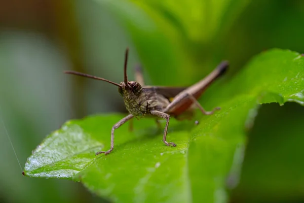 the ugly face of a brown grasshopper on a green leaf
