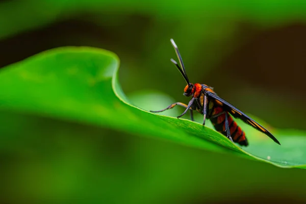 緑の葉の上にアマタ フエブナという蛾を抱く — ストック写真