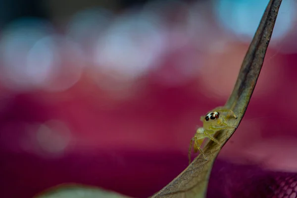黄色飛び跳ねるクモ別名フィディプスAudaxでBokeh土地 — ストック写真