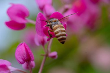 Bal arısı pembe çiçekte bal bulur