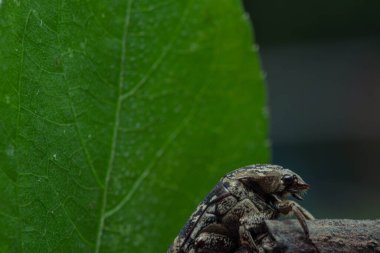 Mango çiçeği Bettle namı diğer benekli cetonid (Protaetia fusca) kızgın dal dalına odun sopa