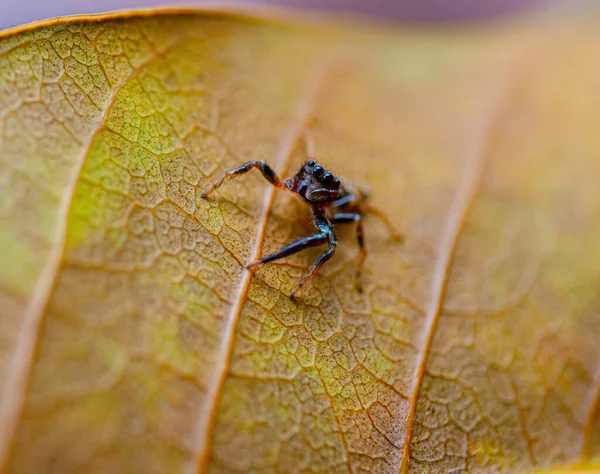 秋の葉に黒金属グリーンジャンプクモのかわいい珍しい種 — ストック写真