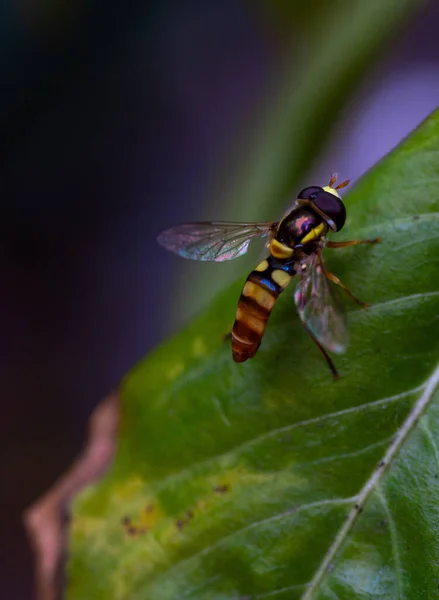 Schwebfliege Syrphidae Auf Einem Grünen Blatt — Stockfoto