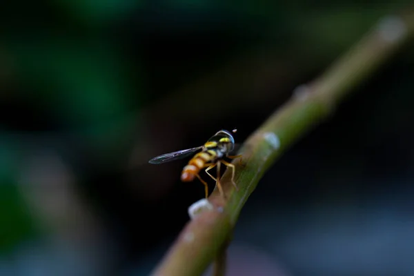 Bir Kök Bitki Üzerinde Hoverfly Syrphidae — Stok fotoğraf