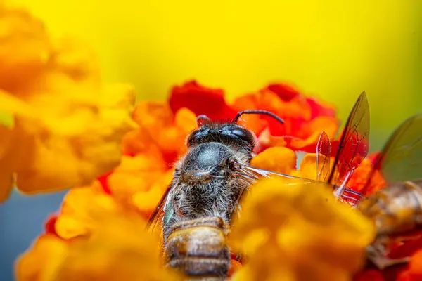 黄色橙色の花の中央にミツバチの背景色 — ストック写真