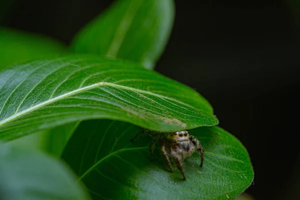 緑の葉はクモを隠すための家の避難所です — ストック写真