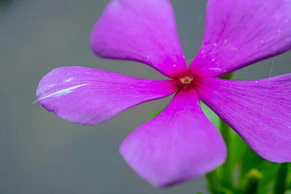Beautiful violet-pink flower blossom with spider web around it.
