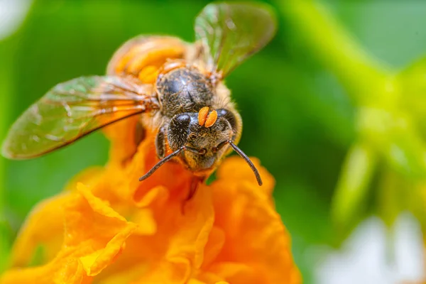 ミツバチのクローズアップは 黄橙色の花で花粉を探す顔を詳しく説明します — ストック写真