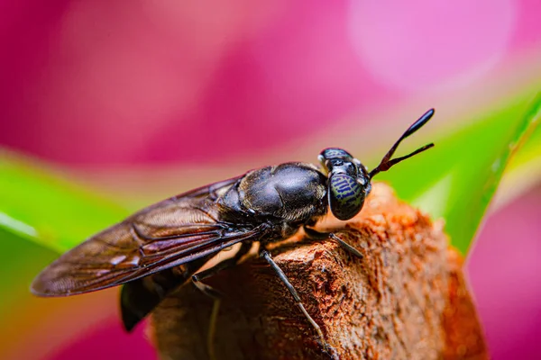 stock image Close-up of a Black soldier Fly - MEET THE FLY THAT COULD HELP SAVE THE PLANET