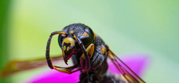 Extremely Magnification Close Face Black Yellow Wasp — Stock Photo, Image