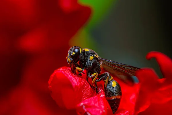 詳細を閉じる赤い花に黄色の黒い草 — ストック写真