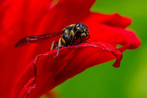 赤い花の上のクローズアップ黄色の黒い草 — ストック写真