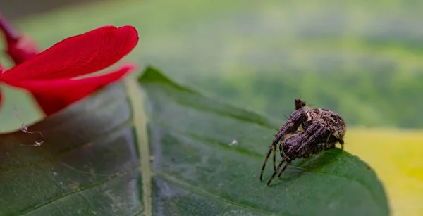 赤い花の花弁の周りの緑の葉の上に網蜘蛛で身を守るオーブ織のクモ — ストック写真