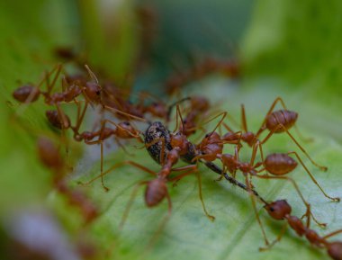 Yeşil bir yaprak üzerinde canlı canlı örümcekleri yiyen ateş karıncalarından oluşan yakın çekim takım çalışması.