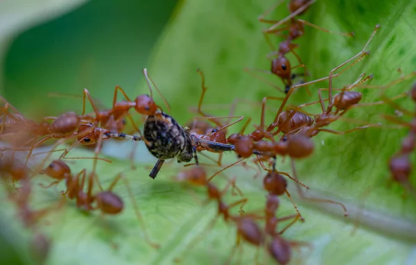 緑の葉の上で生きているオーブウィーバークモを食べる火アリのクローズアップグループ — ストック写真