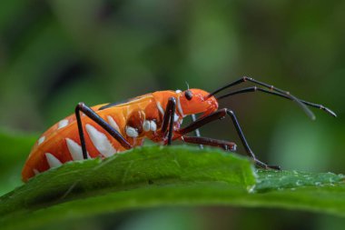 Close-up Cotton Stainers Bug on green leaf