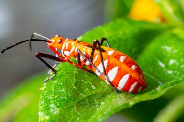 Close-up Cotton Stainers Bug on green leaf