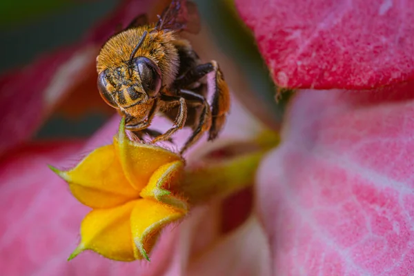 close-up blue banded bee on blossom mussaenda pink flower