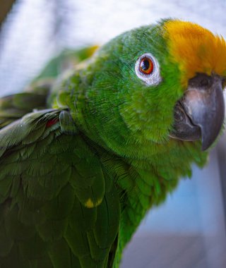 close-up beautiful green Panama Amazon parrot