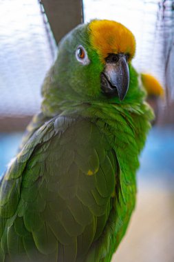 close-up beautiful green Panama amazon parrot beak