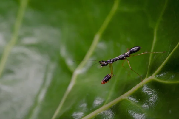 Close-up Asian ant mantis on green leaf