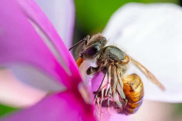 close-up honey bee showing tongue on pink flower