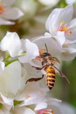 Çiçek açan beyaz çiçekte dil gösteren bal arısı.