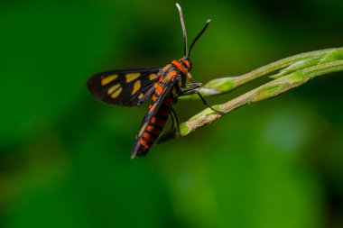 wasp moth on green stem plant