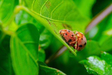 ladybug mating on green leaf