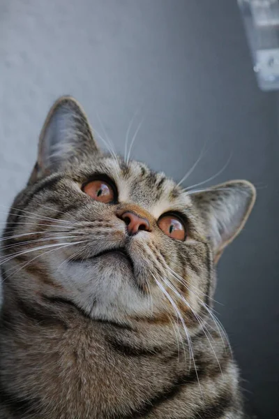 British Shorthair Cat Staring Space — Stock Photo, Image