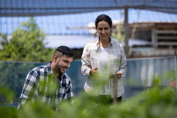Dva Pracovníci Rostlinných Farmách Vytvářejí Nástroje Pro Sklizeň Herbicidy Aby — Stock fotografie