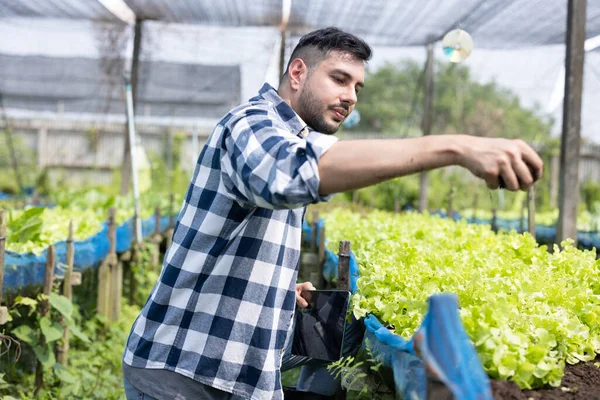 A worker on a vegetable farm examines soil conditions and crop growth to determine the best type and amount of crop to plant. A small business owner\'s daily planning and organizing routine