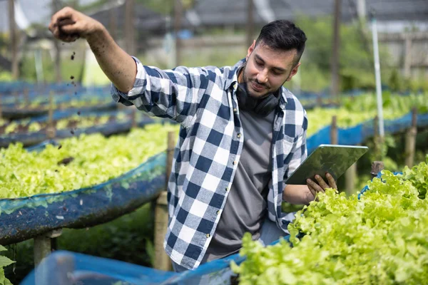 Ein Arbeiter Auf Einem Gemüsebauernhof Untersucht Die Bodenbedingungen Und Das — Stockfoto