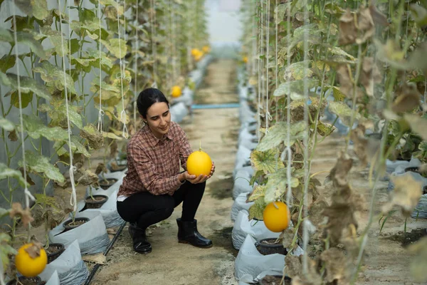 メロンを市場に出す前に 女性の農場労働者の等級 選択し それらのサイズおよび熟度のレベルに基づいてそれらを選ぶ 定期的に行う農業経営の仕事 — ストック写真