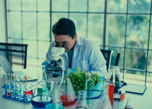 实验室技术人员为蔬菜样品的分析准备复合溶液和培养基 用显微镜观察和评估发芽率 污染率 记录报告存入数据库 — 图库照片