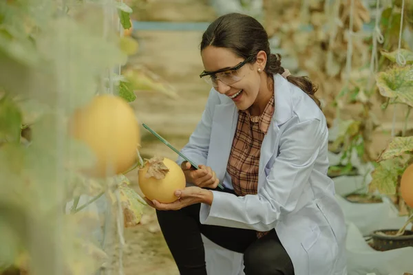 Ricercatori Agricoli Sviluppano Calendari Flussi Lavoro Migliorare Produzione Melone Gradi — Foto Stock