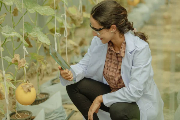 Agricultural Researchers Develop Crop Calendars Workflows Enhance Melon Production Grades — Stock Photo, Image