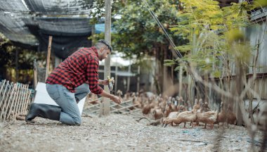 Çiftlik işçisi ördekleri neşeyle besler. Kümes hayvanları çiftliklerindeki hastalıkların tespiti, teşhis testleri ve ördek davranışlarının yakından incelenmesi de dahil. Uygun hijyen prosedürlerini sağlama almak