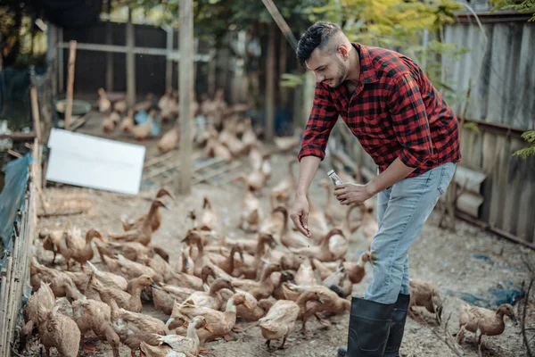 stock image The livestock farm worker joyfully feeds the ducks. Identifying diseases in poultry farms, including diagnostic testing and close observation of duck behavior. Ensuring proper hygiene procedures