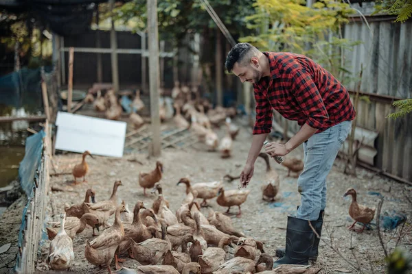 Livestock Farm Worker Joyfully Feeds Ducks Identifying Diseases Poultry Farms — Stock Photo, Image