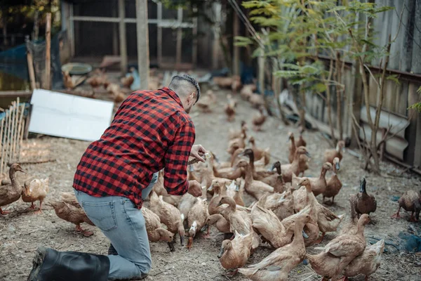 Çiftlik işçisi ördekleri neşeyle besler. Kümes hayvanları çiftliklerindeki hastalıkların tespiti, teşhis testleri ve ördek davranışlarının yakından incelenmesi de dahil. Uygun hijyen prosedürlerini sağlama almak