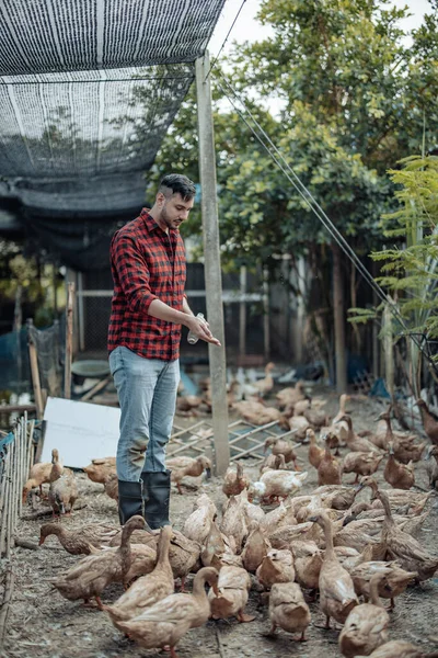 Κτηνοτρόφος Ταΐζει Χαρά Τις Πάπιες Προσδιορισμός Ασθενειών Πτηνοτροφικές Εκμεταλλεύσεις Συμπεριλαμβανομένων — Φωτογραφία Αρχείου