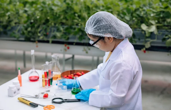 年轻的科学家学习好奇地观察试管中溶液的颜色 分析来自草莓园艺实践经验的数据 — 图库照片