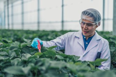 Mikrobiyoloji bilimadamı kök, yaprak, renk ve sera bitkilerinin emilimini hızlandırmak için saf konsantrasyon besin takviyesi çözeltisi bırakıyor. Verimli ve modern tarım yöntemleri.