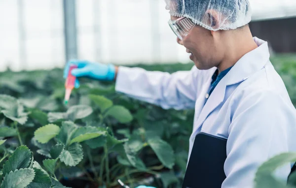 微生物学の科学者は 温室植物の吸収の成長を加速するための純粋な濃度栄養補助ソリューションをドロップします 効率的で近代的な農業方法 — ストック写真